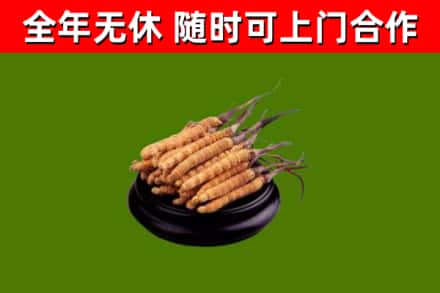 槐荫区回收冬虫夏草