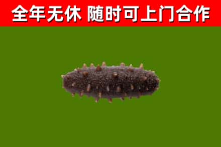 槐荫区回收海参干